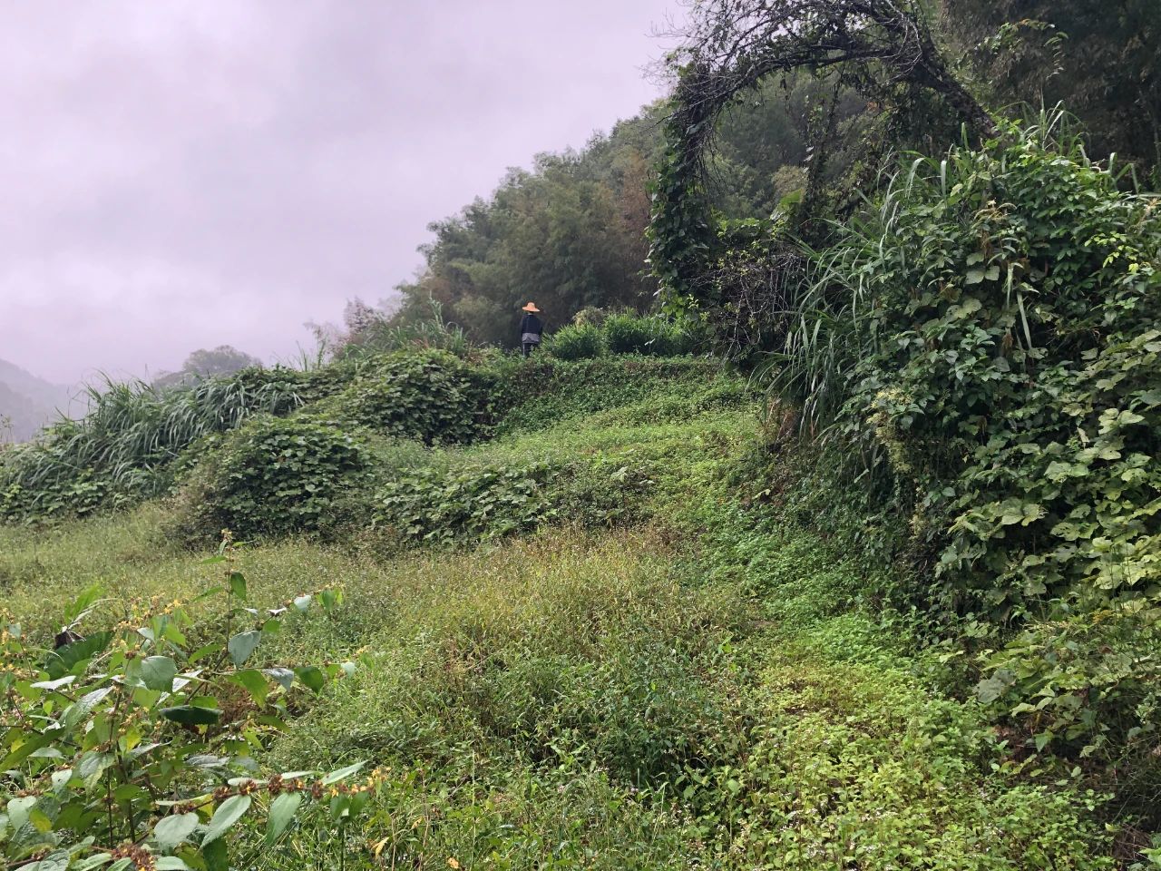 1066vip威尼斯规划 | 我司地皮整治项目二次荣登央视，荒地变良田，智绘好丰景